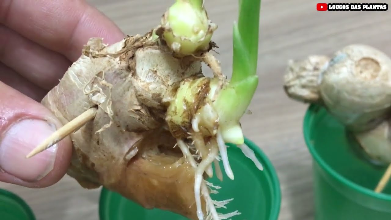 Como cultivar gengibre na água para iniciantes | Plante gengibre em casa
