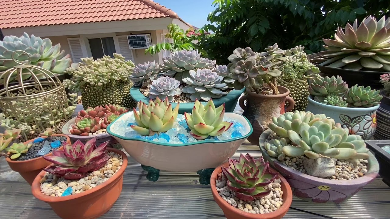 Why you need greenhouses or greenboxes for your succulents in the Philippines