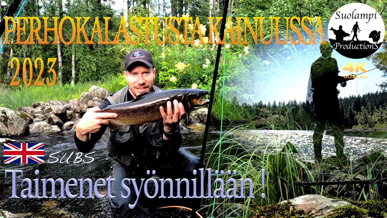 Perhokalastusta Kainuussa 2023 | Fly fishing in Kainuu 2023 | Taimenet syönnillään!