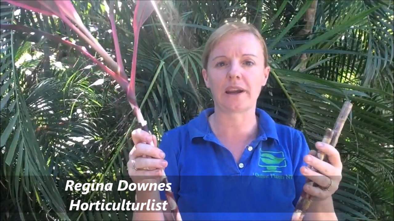 How to Prune your Cordyline rubra