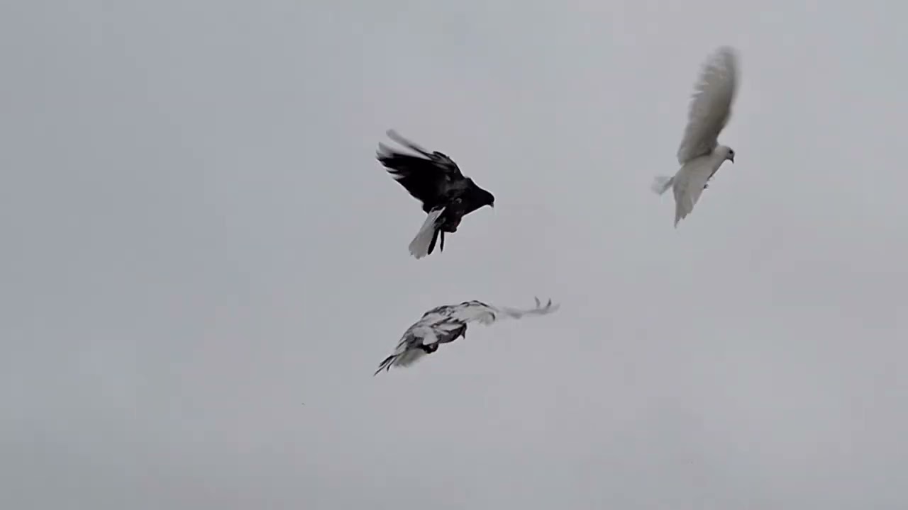 Зима..Голуби И.Т. Луганск.