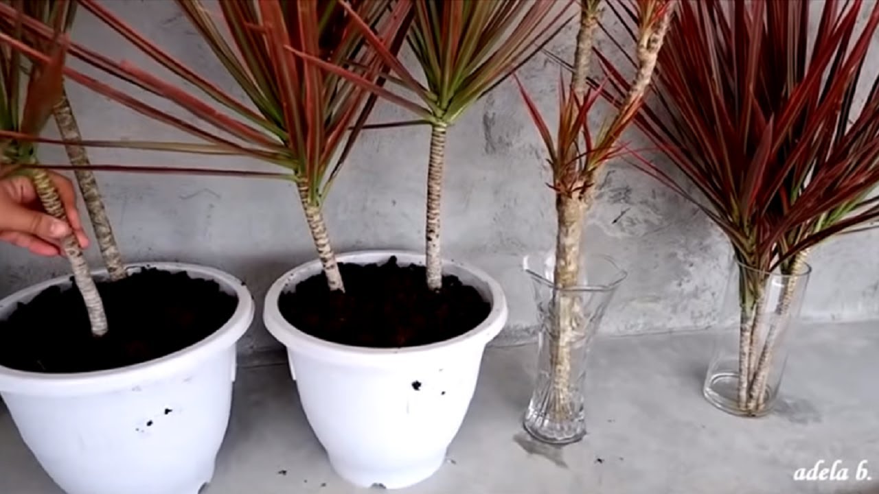 How to Propagate Dracaena Colorama / Marginata Cuttings by Water and Soil