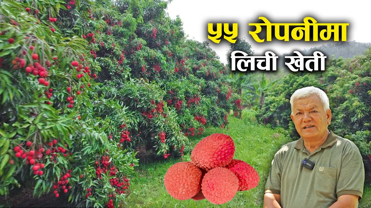 ४० वर्ष पुरानो लिची बगानको कथा -Lychee farming in Nepal | An interview with farmer Hare Ram Shrestha