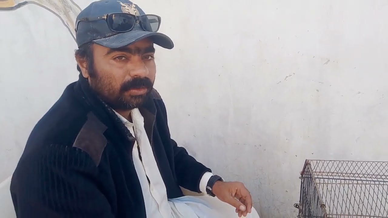 Nice kabootar 🕊️🥰