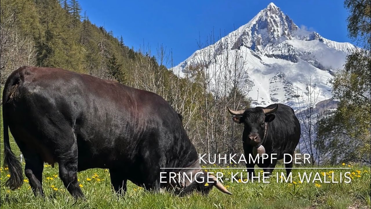 Kampf der Eringer-Kühe im Wallis