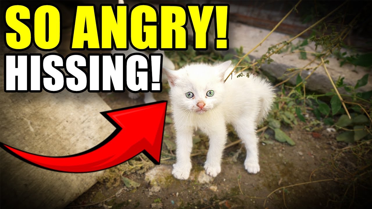 😡 WŚCIEKŁY KOTEK ATAKUJE RATOWNIKA! | CHORY I SZALONY Ratunek dla Małego Kociaka | Lucky Paws