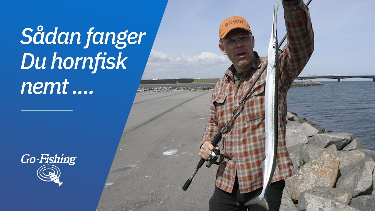 Sådan fanger du hornfisk - nemt!