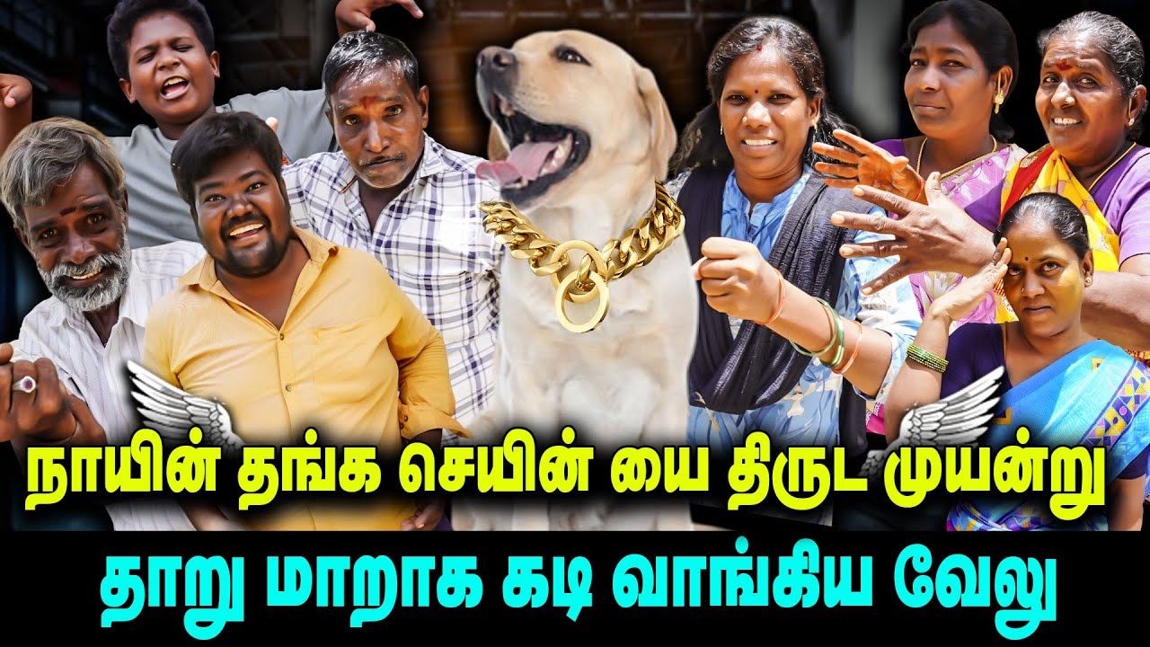 நாயின் தங்க செயின் யை திருட முயன்று தாறு மாறாக கடி வாங்கிய வேலு | Thakali COMEDY
