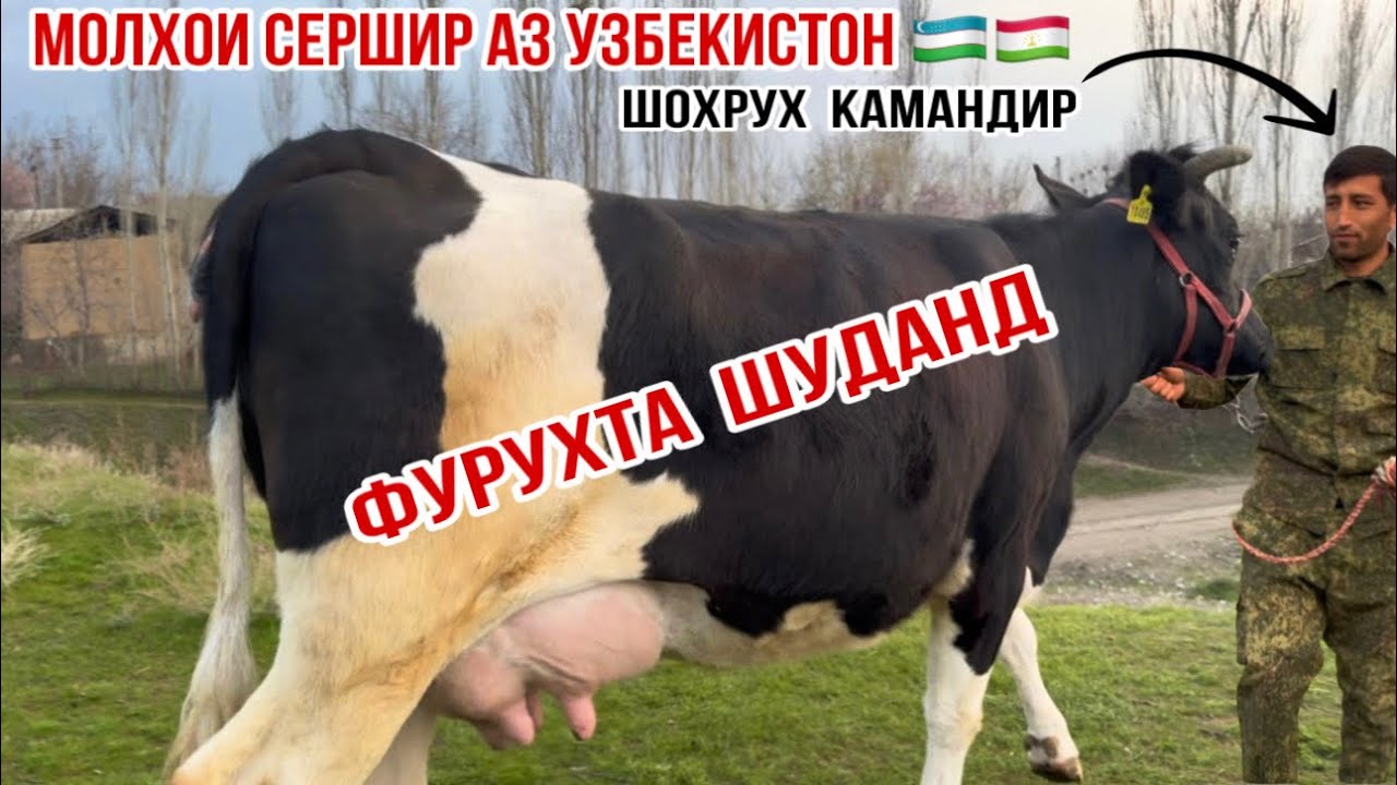 АЗ УЗБЕКИСТОН МОЛХОИ СЕРШИР ОМАД 20 марта 2026 г.