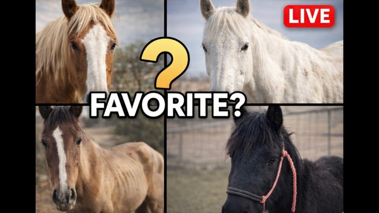WHICH NEGLECTED RESCUE HAS BEEN YOUR FAVORITE??