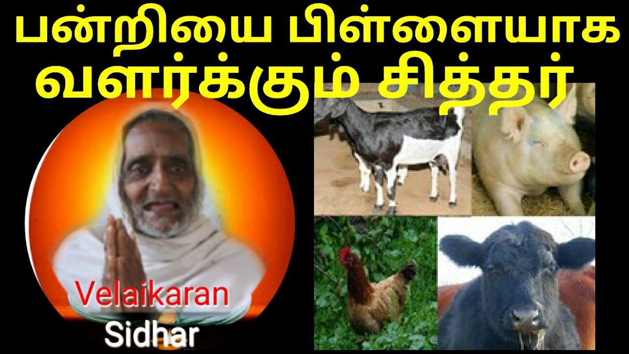 Vallalar Ramalinga adikalar vazhiyil  Velaikaran siddhar l miracle l wonderful siddhar l