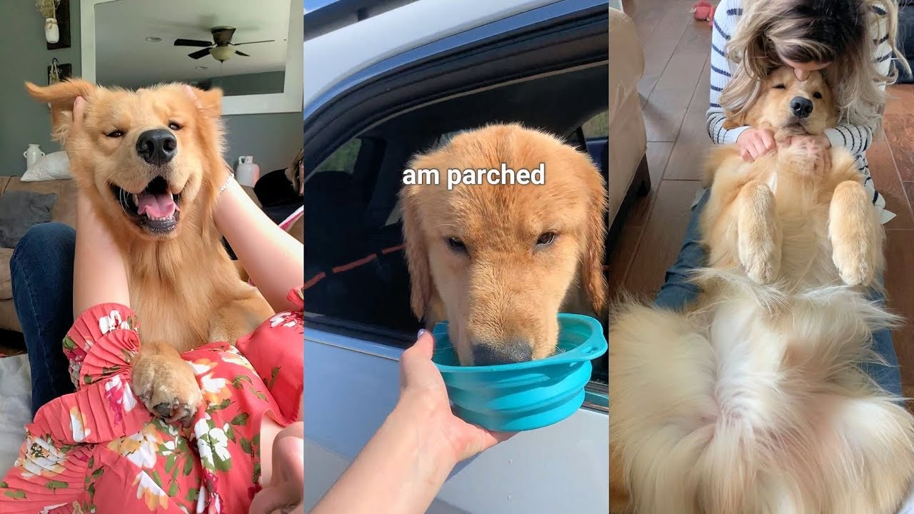 Daily Life With a Golden Retriever | Compilation