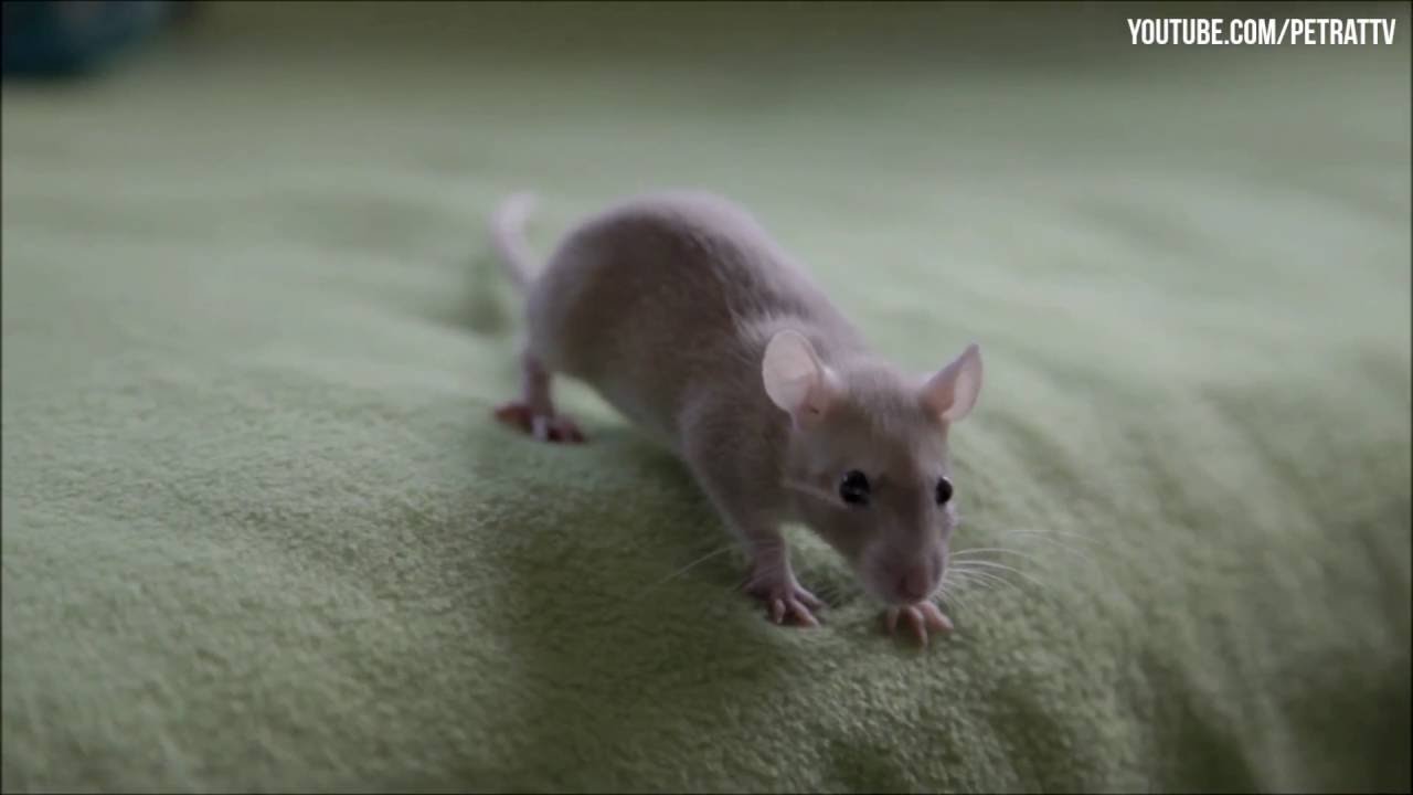 Hyper Baby Rat Ruby is too cute and fast