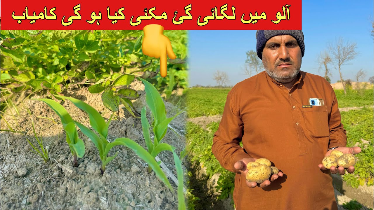 آلو اور مکئی کی اکٹھی فصل کون سی فصل ہوگی کامیاب؟