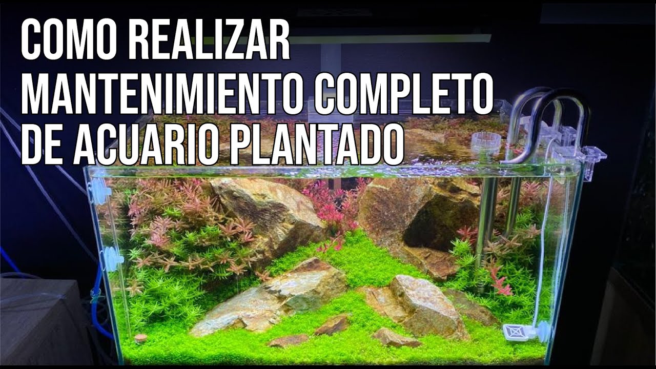 COMO HACER MANTENIMIENTO COMPLETO DE UN ACUARIO PLANTADO