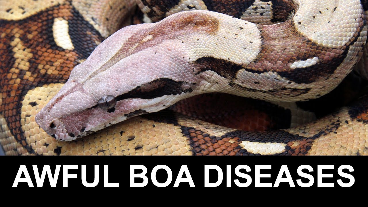4 Horrible Diseases Most Likely to Kill Your Boa (and One That's Not!)