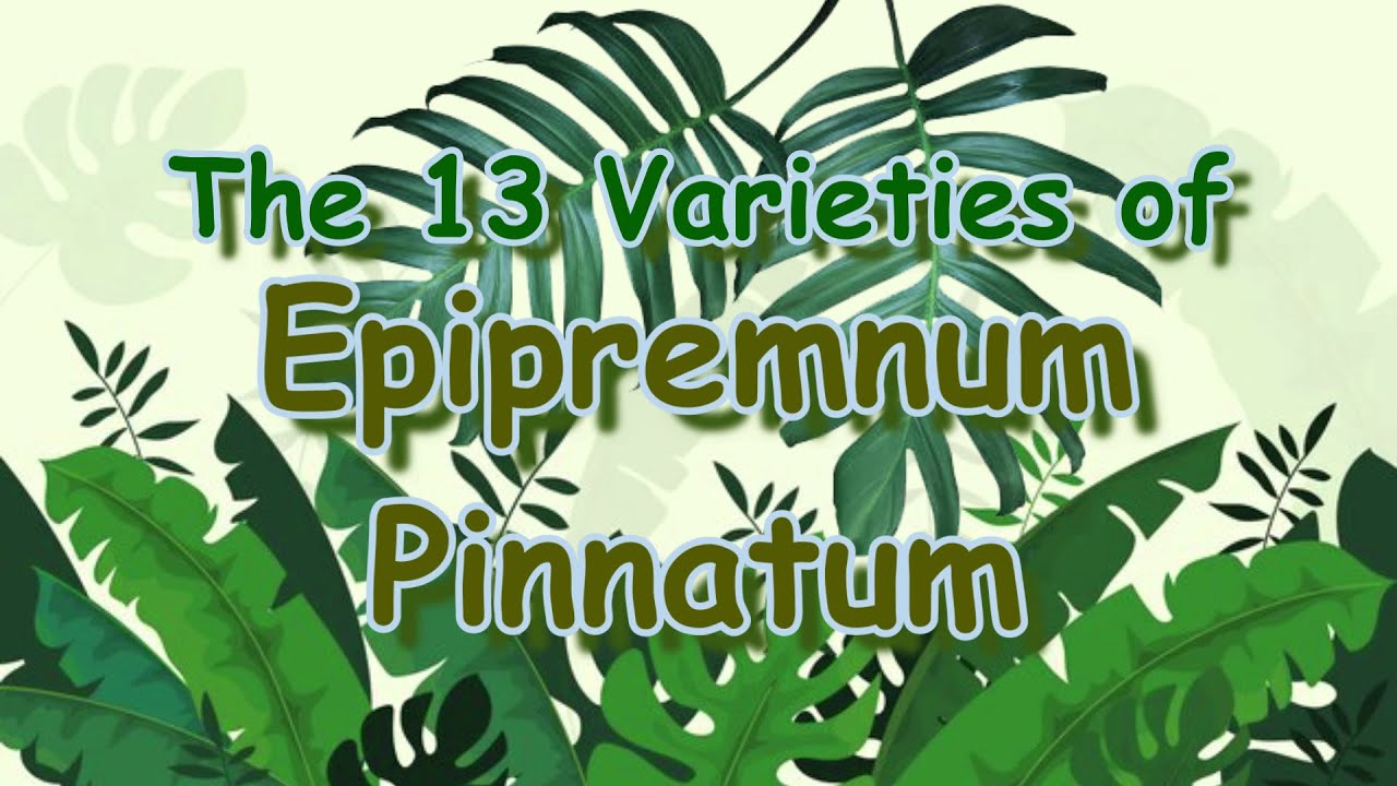 The 13 Varieties of Epipremnum Pinnatum | GeniusMonkey