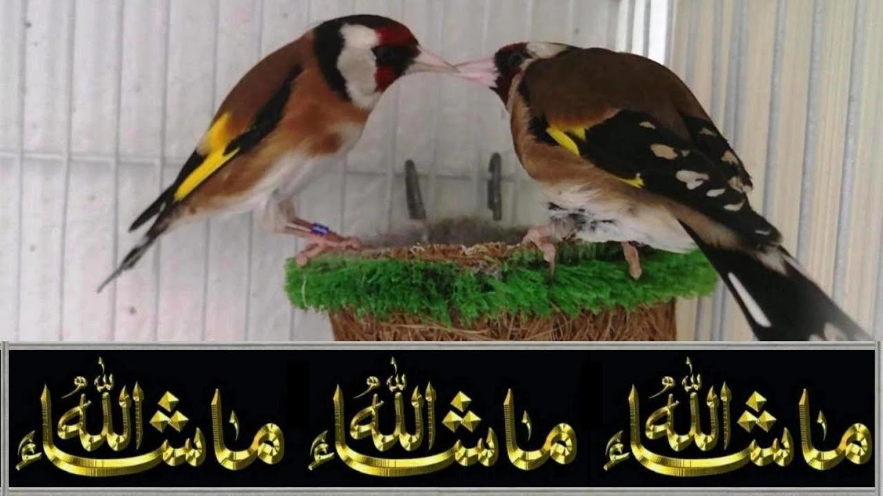 تصحيح مفاهيم خاطئة تتحدث أن التفريق بين الحسون البارفا و الأنيق يكون بتحليل ADN !!!؟؟؟ 2024