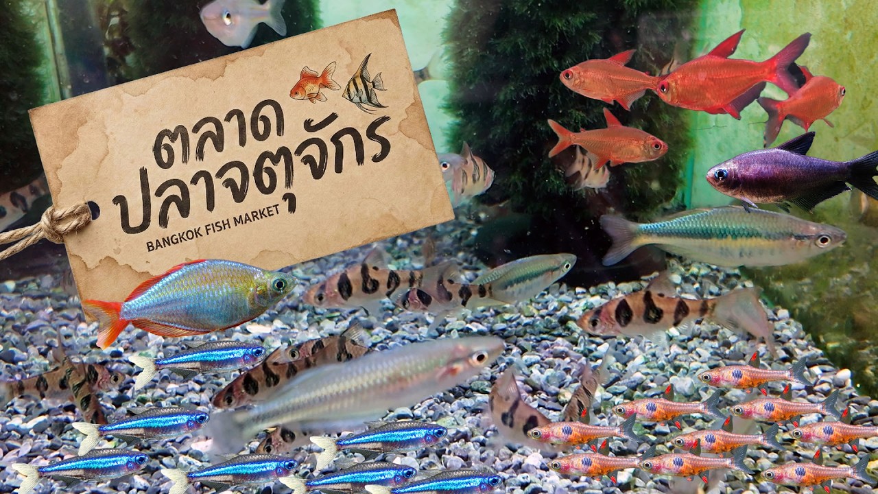 ตะลุยตลาดปลากับซากานะซัง : ตลาดปลาจตุจักร 04/03/2026