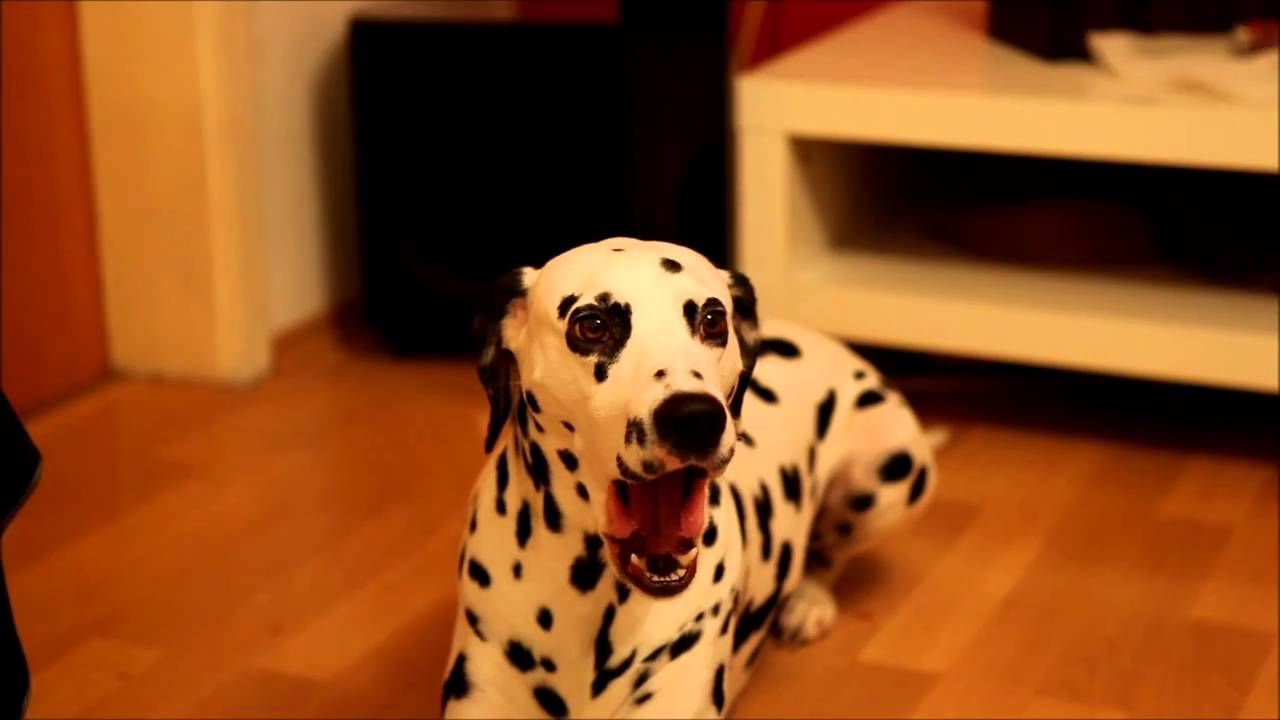 Dalmatian dog singing on Paul Potts