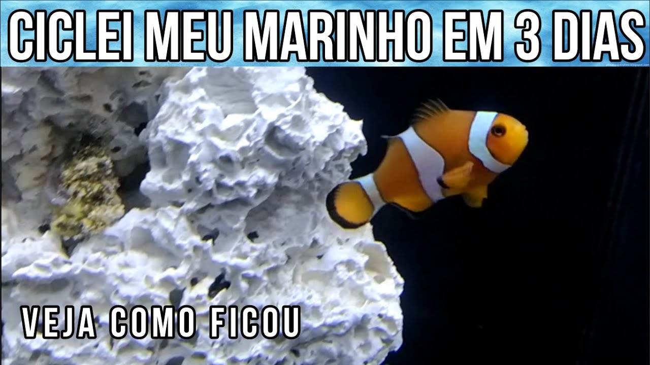 Aquário Marinho ciclado em 3 dias e muitas dicas para sua montagem