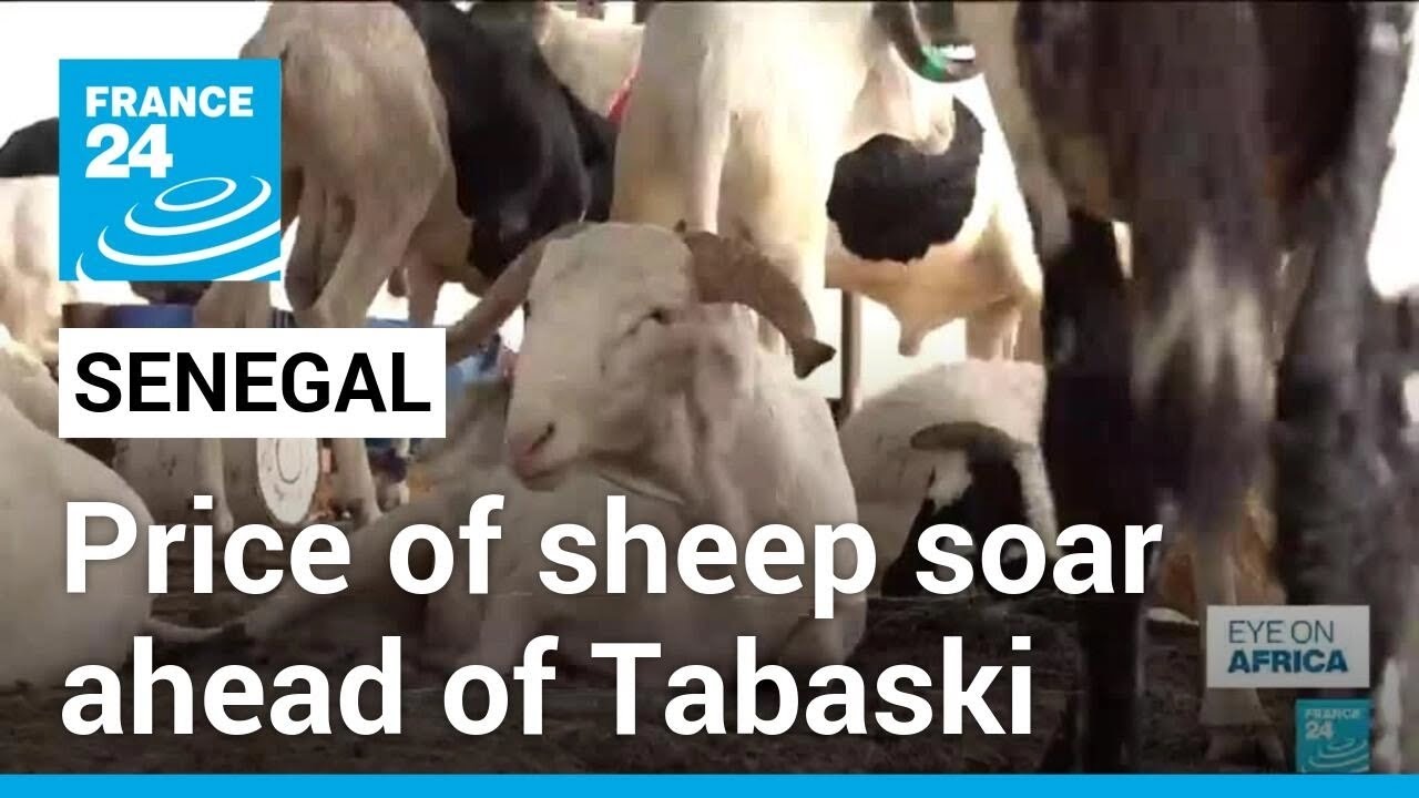 Senegal: price of sheep soar ahead of Tabaski &bull; FRANCE 24 English