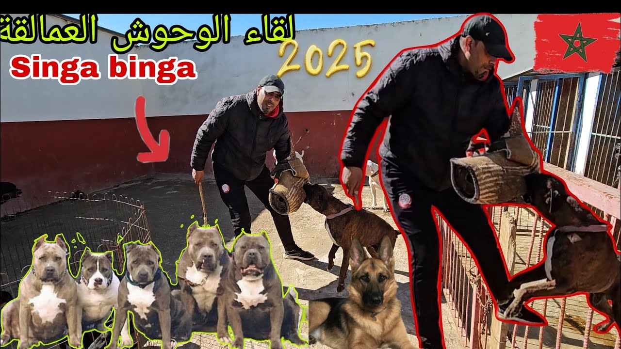 لقاء الوحوش العمالقة الرعب مع مولوع وبطل🏅 عبد القادر 🏆حدا سوالم واحسن الكلاب الحراسة ممنوع علي قلوب