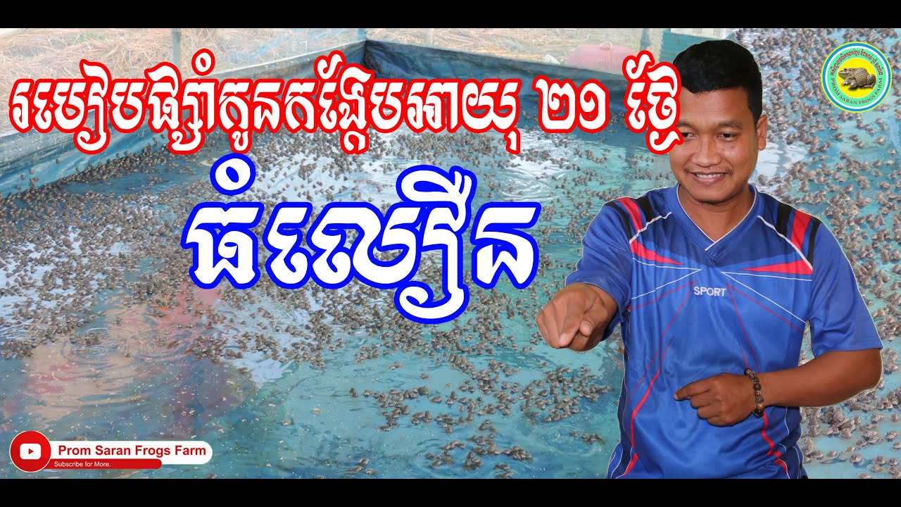 ហេតុអ្វីចាំបាច់បំបែកកូនកង្កែបអាយុ ២១ ថ្ងៃ