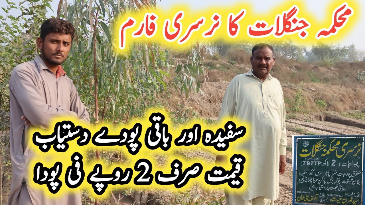 Govt. Nursery Farm | Billion Tree Tsunami Programme | گورنمنٹ کا نرسری فارم , ہر پودا دو روپے میں