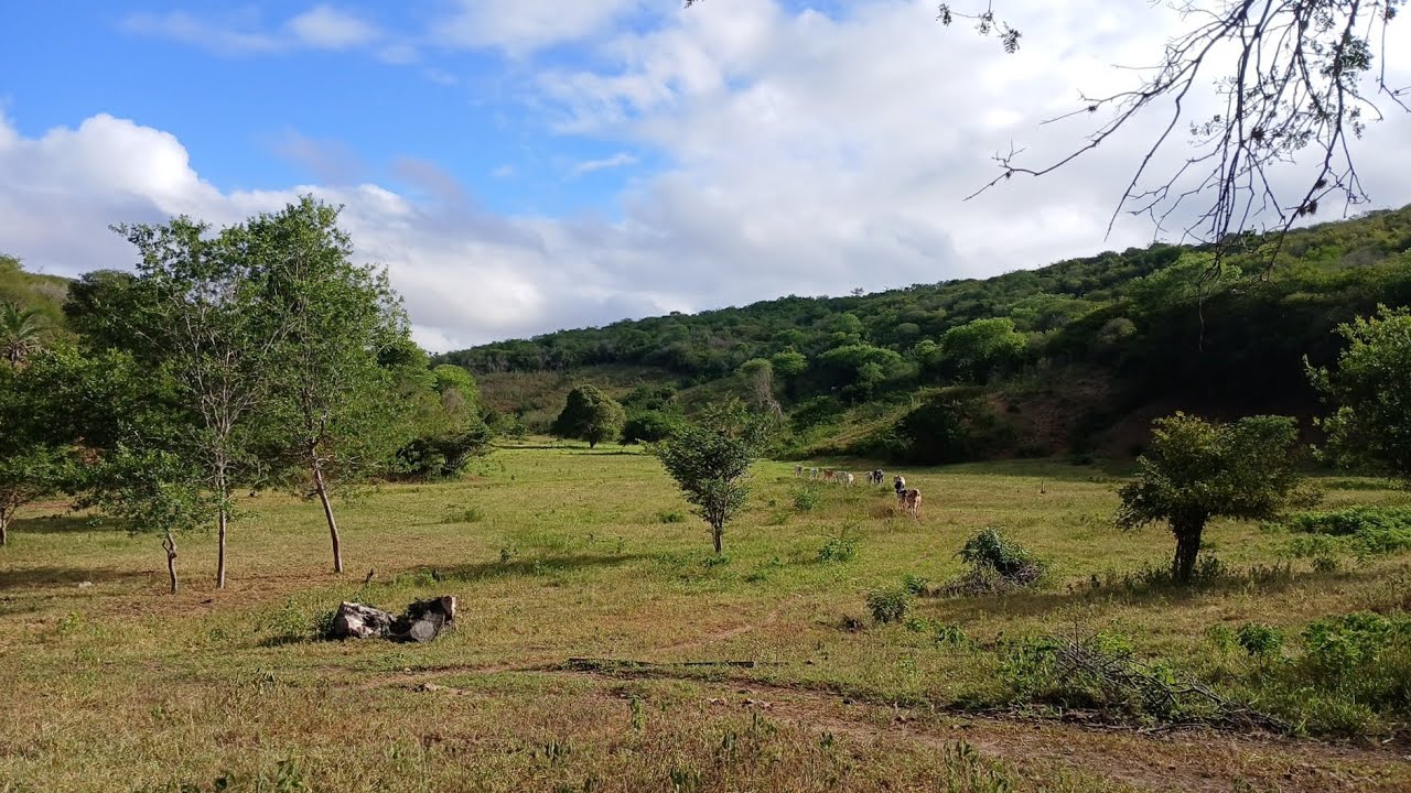 Melhor horário na caatinga, veja só 