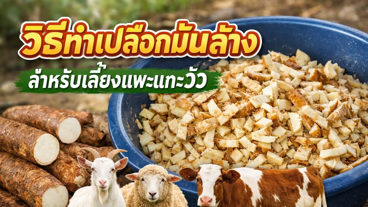 การทำเปลือกมันล้าง