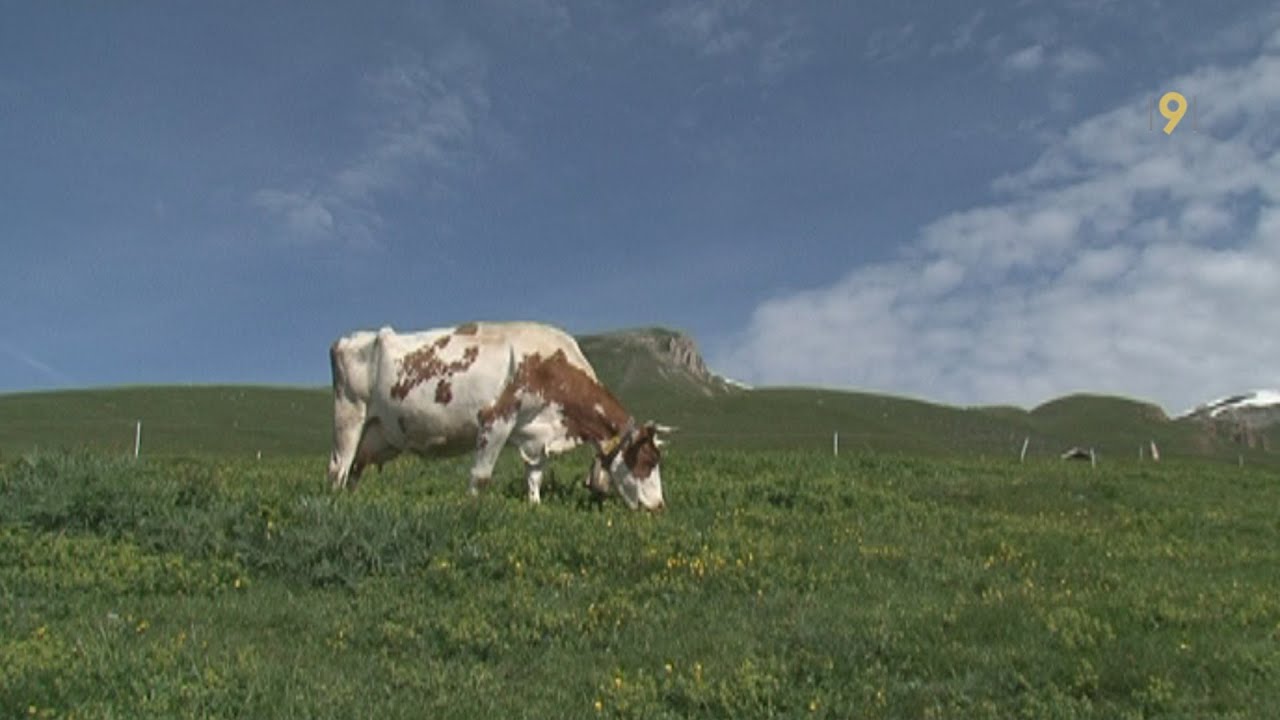 Du bon lait et des installations dernier cri à l'alpage d'Obern-Galm