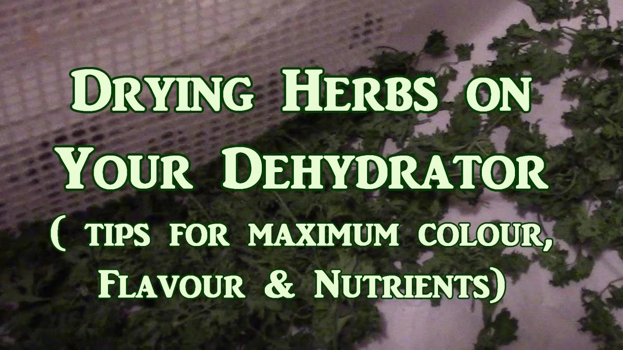 Drying Herbs On the Dehydrator What You Need To Know