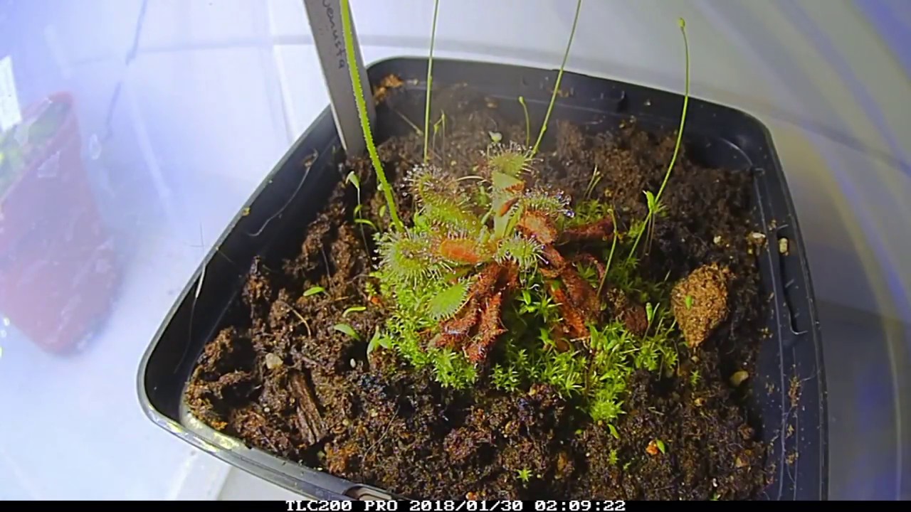 Drosera venusta beim Fliegenfang/ D.venusta catching flies