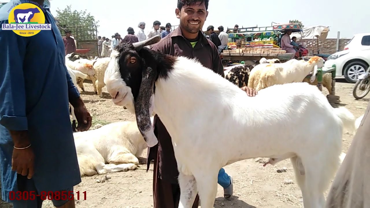 Multan Bakra Mandi Rate Update for Qurbani 2023.