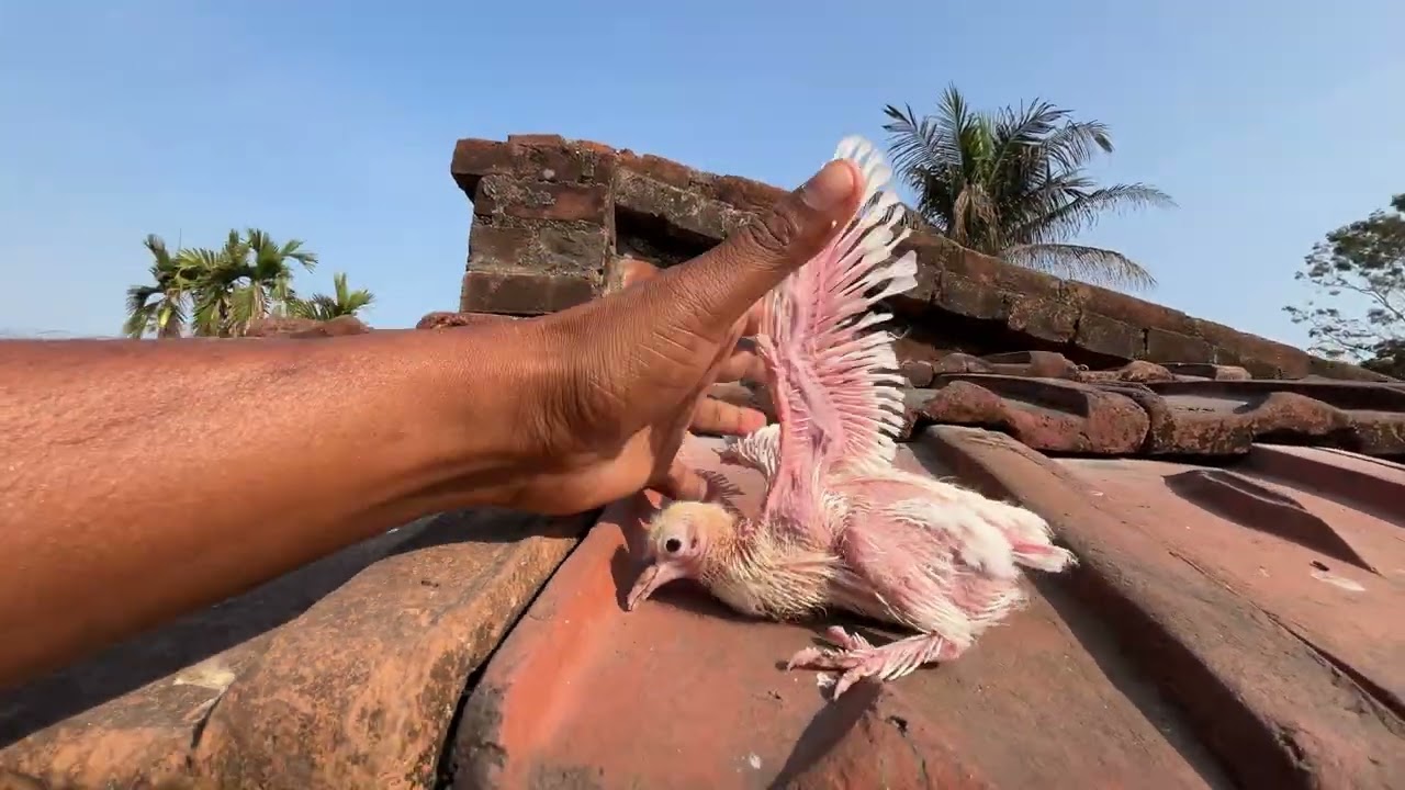 পায়রা হারিয়ে গেছে 🕊️🧿🥺#montuvolg #newpost #kabootar #pigeon #tranding #viralvideo #villa #video