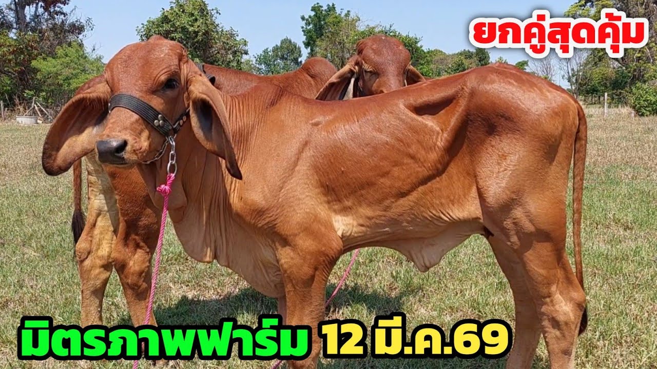 มิตรภาพฟาร์ม วัวสาวยกคู่สุดคุ้ม อนาคตพ่อพันธุ์สีแดงเข้มราคาน่าสน | 12 มี.ค.69 | ส่งฟรีอีสาน