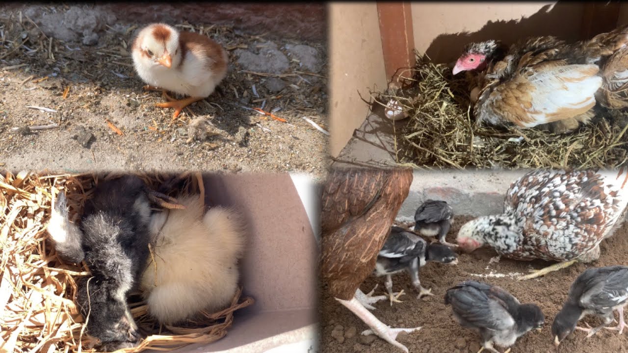 My Chicken Hatched Cute Chick & Aseel Chick is no More