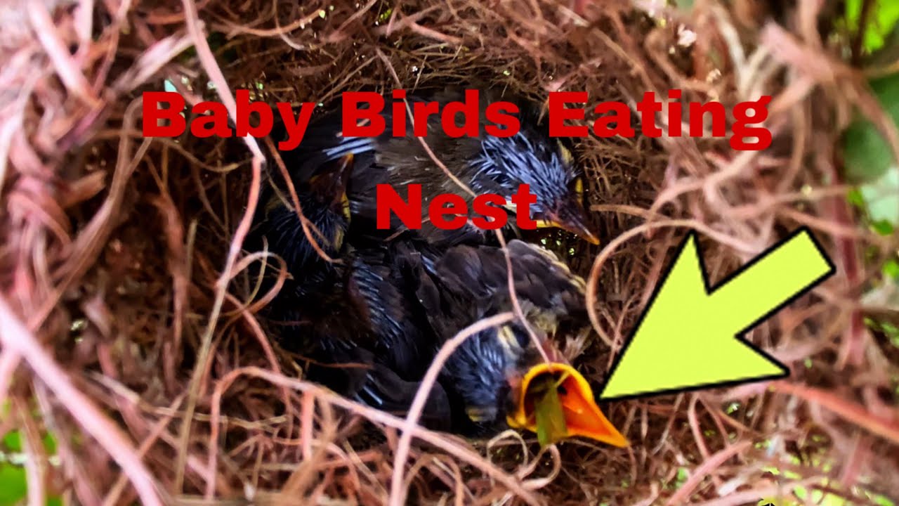 “Baby Birds Mistakenly Eat the Nest – Danger Without Help”