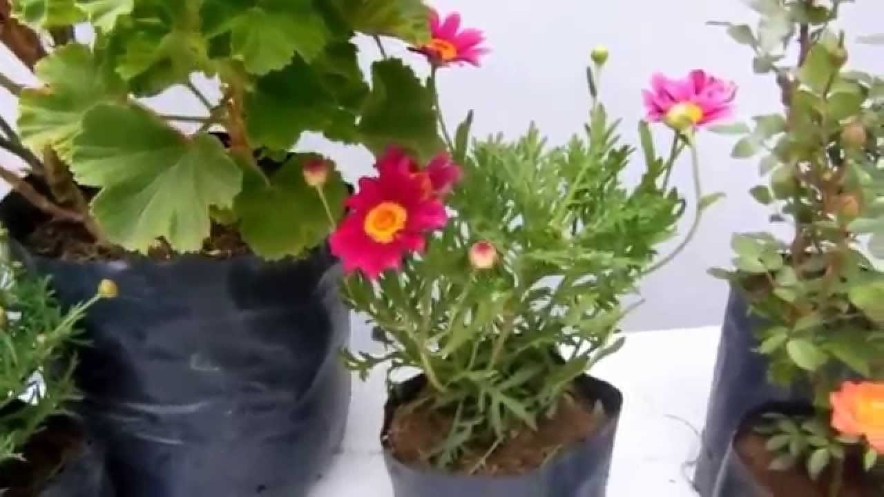 Flores primaverales