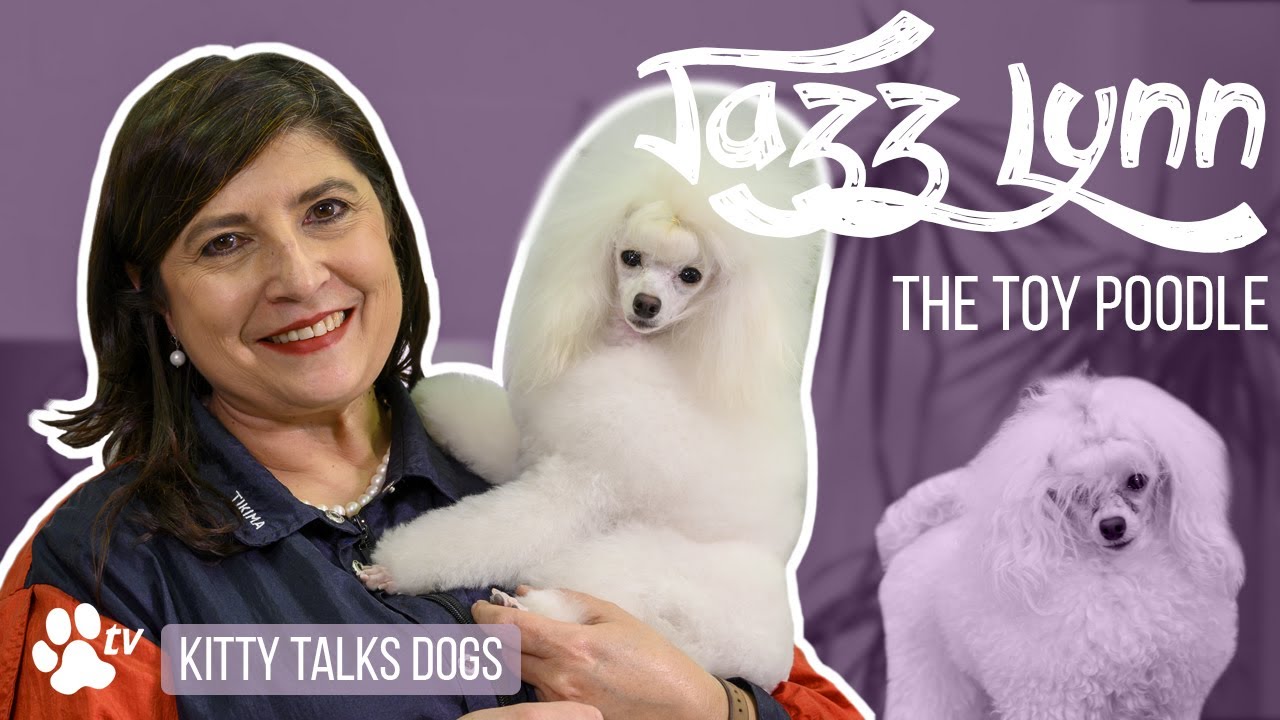 Grooming Jazz Lynn the Toy Poodle | Kitty Talks Dogs - TRANSGROOM