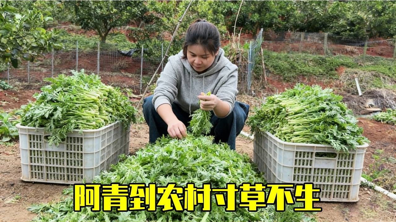 阿青到农村一眼放过去都是好吃的，河里山里地里都不放过！所到之处，寸草不生！【青妹妹】
