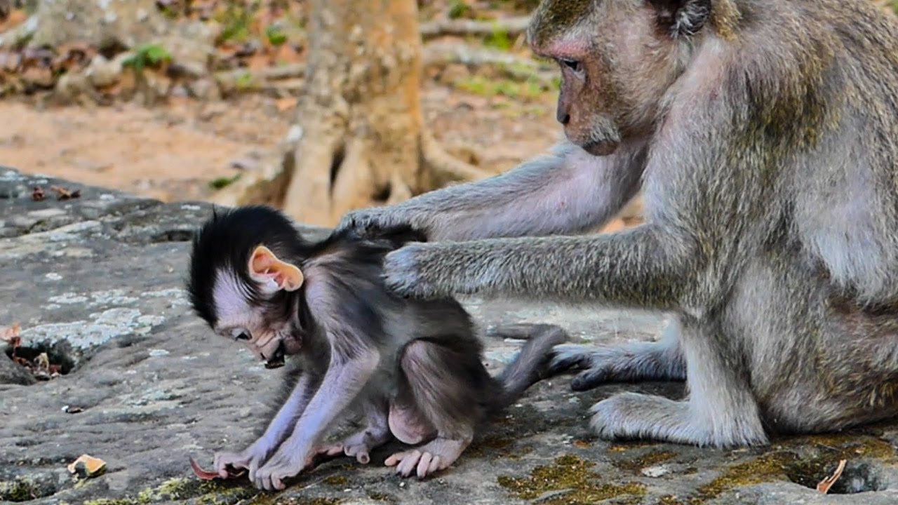 Beautiful lovely adorable baby monkey great evening happy playing meeting together