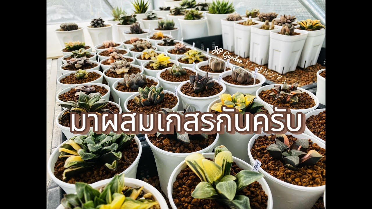 มาผสมเกสร Haworthia กันครับ