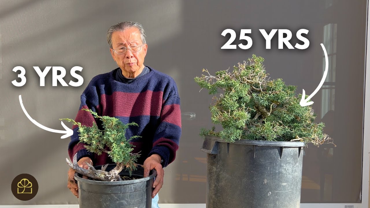 Working on a 3 Year Old & 25 Year Old Shimpaku Juniper Bonsai