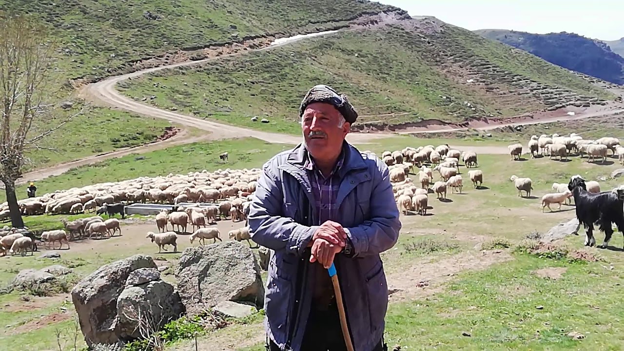 Emirdağlarında koyun sürüsü, çanlar dinlenmeye deger