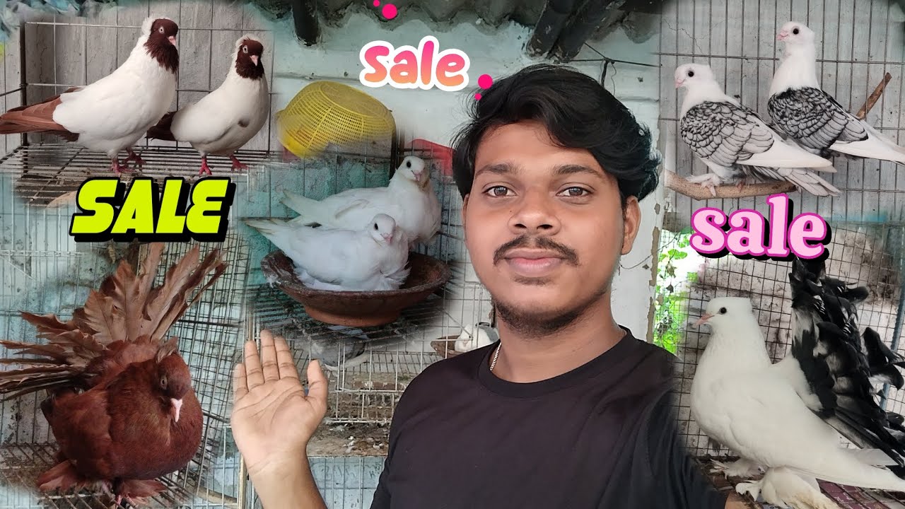 Loft এর কিছু পায়রা sale আছে💔, প্রয়োজনে যোগাযোগ করুন,fancy pigeon পালন পদ্ধতি।😍#petsvlog #petlover