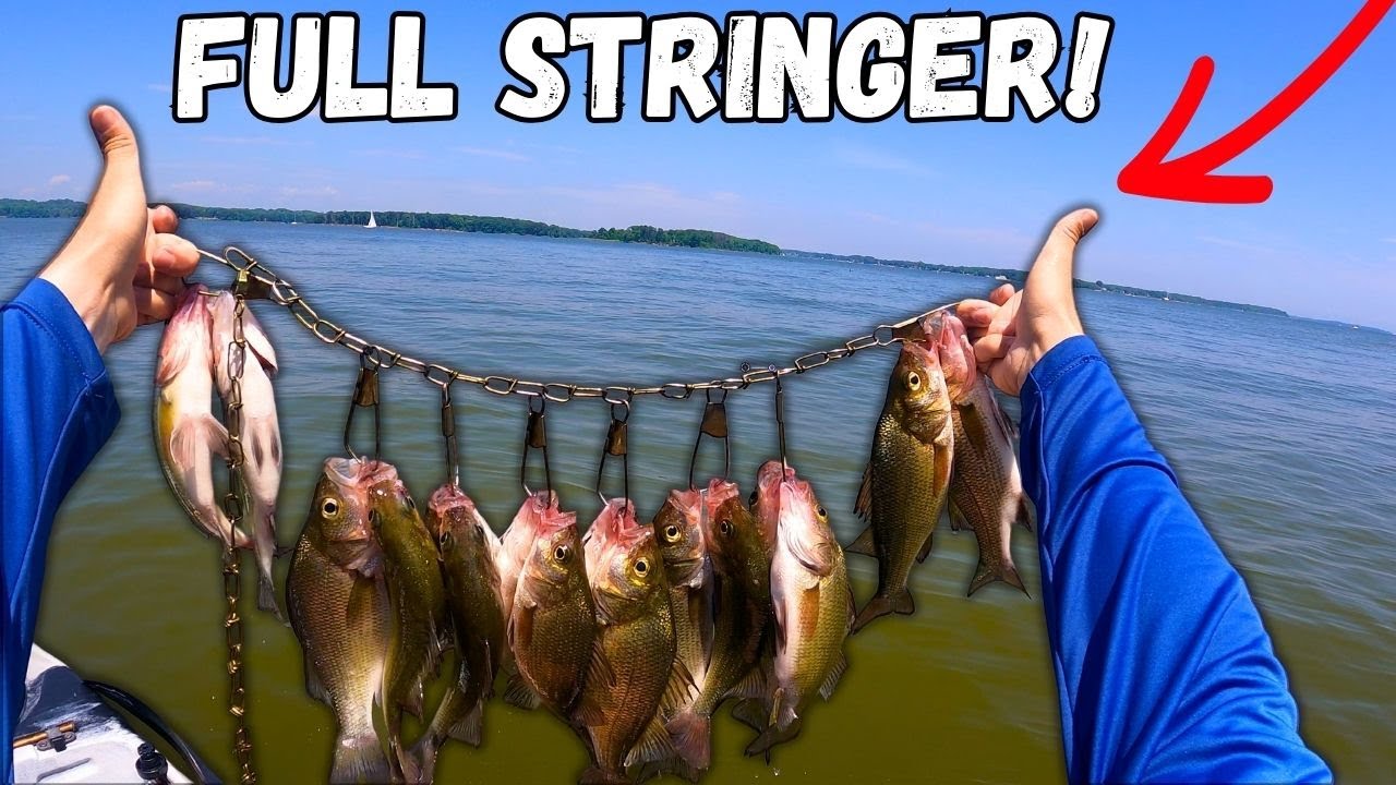 How To Catch WHITE PERCH On The CHESAPEAKE BAY! | White Perch Catch Clean Cook!