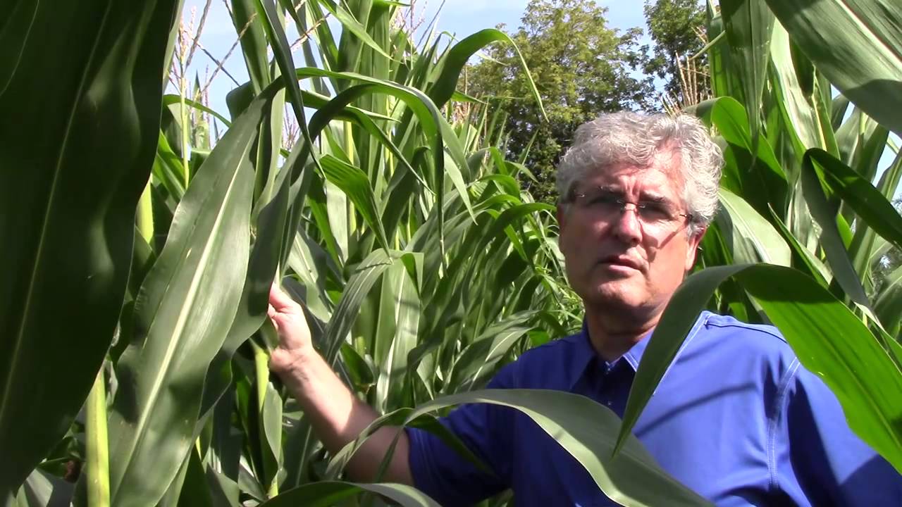 L’anthracnose : un ennemi des feuilles et de la tige à surveiller
