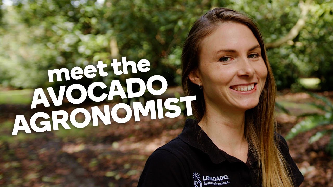 Meet the avocado agronomist - Fresh stories from the farm